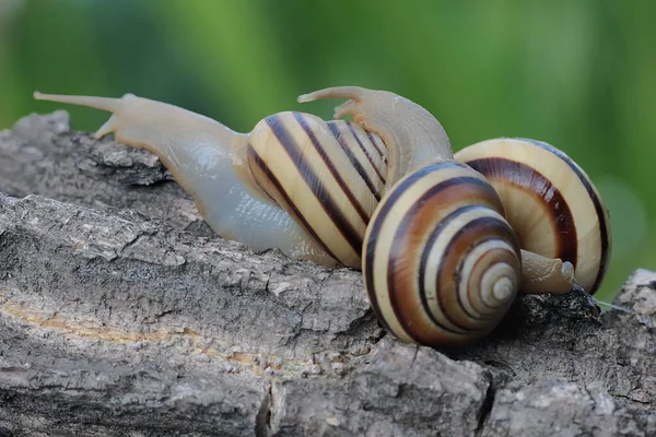 Zwei Schön Gefärbte Baumschnecken Suchen Nahrung Das Weichtier Das Den — Stockfoto