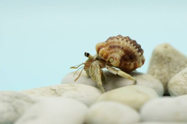 Bir keşiş yengeci (Paguroidea sp) yavaşça yürüyor.