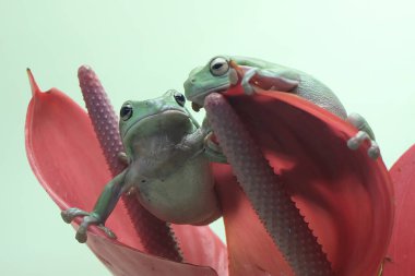 Pembe bir anthurium çiçeğinin üzerinde dinlenen iki tombul ağaç kurbağası. Bu yeşil amfibyumun bilimsel adı Litoria caerulea. 