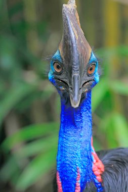 Cassowary 'nin yüzü (Casuarius sp) güzel bir renkle.