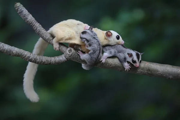 Planeador Azúcar Madre Está Buscando Comida Mientras Sostiene Sus Dos — Foto de Stock