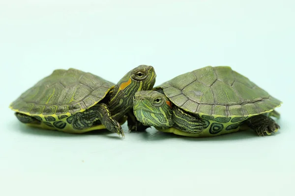 Zwei Rotohr Schieberschildkröten Sonnen Sich Bevor Sie Ihre Täglichen Aktivitäten — Stockfoto