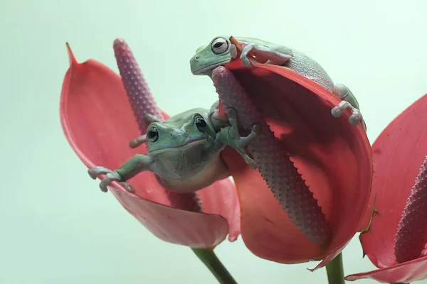 两只矮胖的树蛙栖息在一朵粉红色的兰花上 这只绿两栖动物的学名是利托里亚 卡鲁拉 — 图库照片