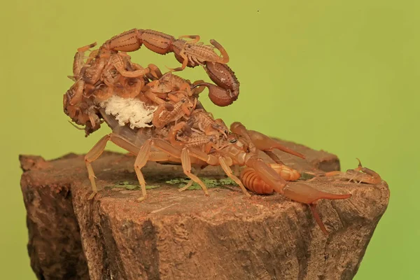 Uma Mãe Escorpião Hottentotta Hottentotta Está Segurando Seus Bebês Para — Fotografia de Stock