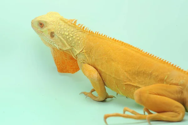 Uma Iguana Vermelha Iguana Iguana Com Uma Pose Elegante — Fotografia de Stock