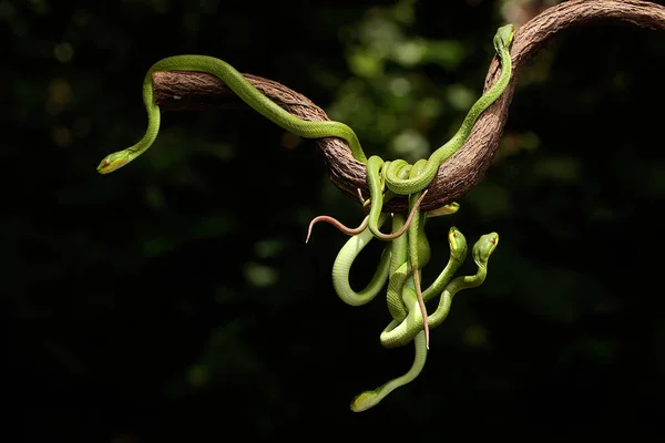 Grupo Víboras Pequenas Poço Sunda Bebê Trimeresurus Insularis Rastejou Longo — Fotografia de Stock