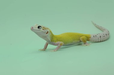 Bir leopar kertenkelesi (Eublepharis macularius) kendine özgü bir şekilde poz verir.