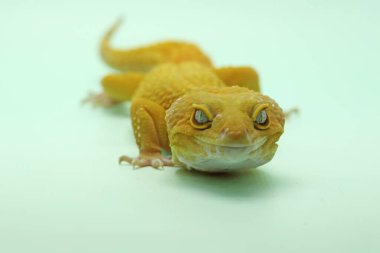 Bir leopar kertenkelesi (Eublepharis macularius) kendine özgü bir şekilde poz verir.