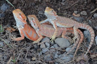 Üç sakallı ejderha birlikte güneşleniyor..