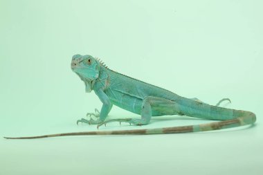 Zarif duruşu olan mavi bir iguana (iguana iguanası).