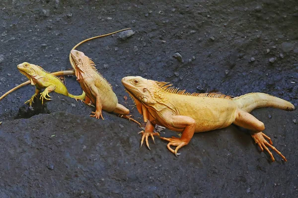 Sekelompok Iguana Kuning Sedang Berjemur — Stok Foto