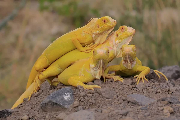 Grupo Iguanas Amarelas Estão Tomando Banho Sol — Fotografia de Stock