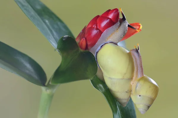 노란색을 폴리네시아 달팽이의 아름다움 연체동물은 과학적 Partula — 스톡 사진