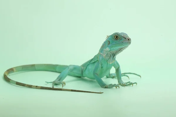 Uma Iguana Azul Iguana Iguana Com Uma Pose Elegante — Fotografia de Stock