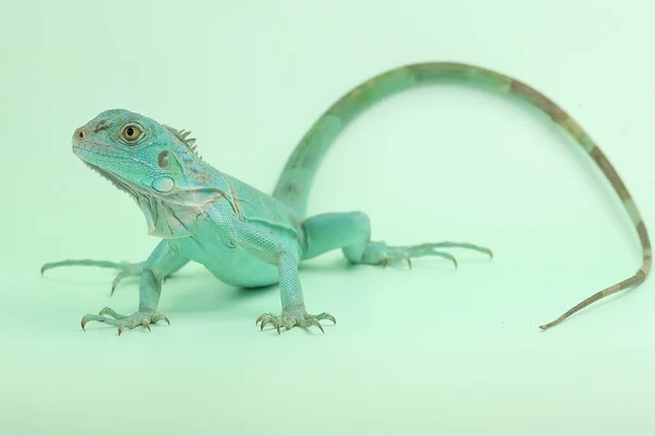 Uma Iguana Azul Iguana Iguana Com Uma Pose Elegante — Fotografia de Stock