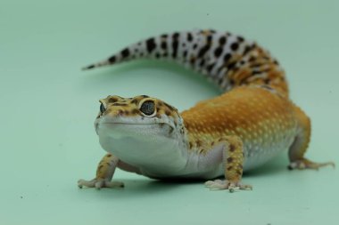 Bir leopar kertenkelesi (Eublepharis macularius) kendine özgü bir şekilde poz verir.