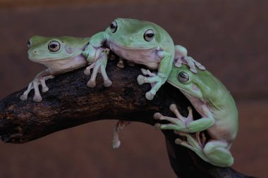 Bir grup tıknaz ağaç kurbağası (Litoria caerulea) dinleniyor..