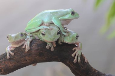 Bir grup tıknaz ağaç kurbağası (Litoria caerulea) dinleniyor..