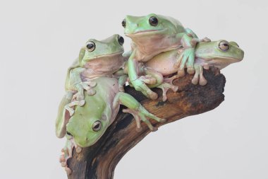 Bir grup tıknaz ağaç kurbağası (Litoria caerulea) dinleniyor..