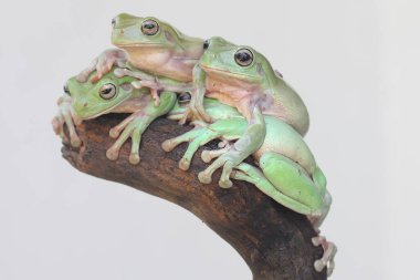 Bir grup tıknaz ağaç kurbağası (Litoria caerulea) dinleniyor..