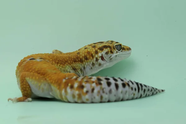 Gecko Lampart Eublepharis Macularius Pozuje Charakterystycznym Stylu — Zdjęcie stockowe