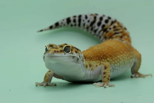 Leopard Gecko Eublepharis Macularius Poserar Distinkt Stil — Stockfoto