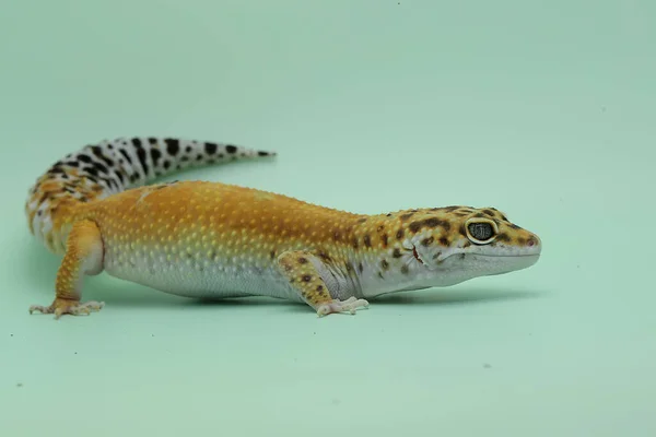 Een Luipaardgekko Eublepharis Macularius Poseert Een Onderscheidende Stijl — Stockfoto