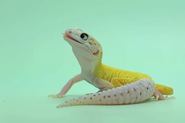 Leopard Gecko Eublepharis Macularius Pózuje Osobitém Stylu — Stock fotografie