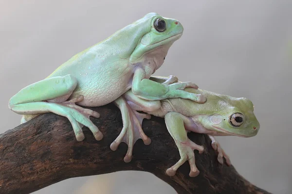 Grupo Rãs Manchadas Litoria Caerulea Togetger Descansando — Fotografia de Stock