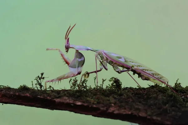 一只祈祷的螳螂 Idolomantis Diabolica 正在灌木丛中寻找猎物 — 图库照片