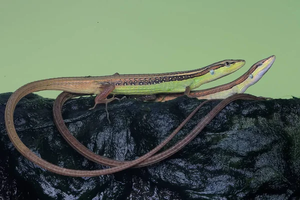 Long Tailed Grass Lizard Takydromus Sexlineatus Stalking Its Prey — Stock Photo, Image