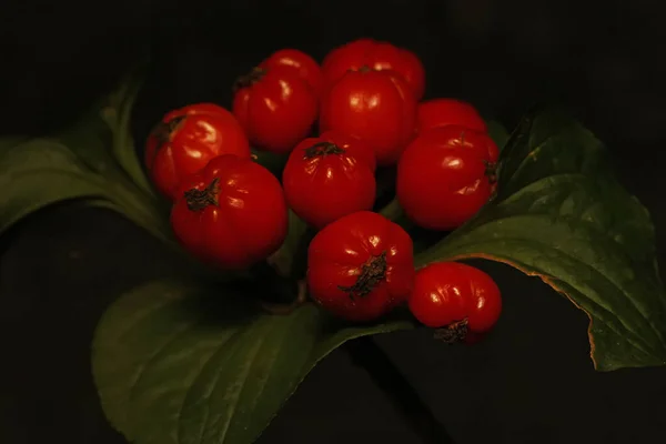 Die Bezaubernde Schönheit Von Blumen Und Wilden Früchten — Stockfoto