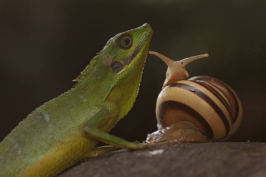 Çalılıklarda avını arayan bir Sumatra kan emici kertenkele. Sumatra Adası, Endonezya 'dan sürüngenlerin bilimsel adı Bronchocela hayeki' dir.. 