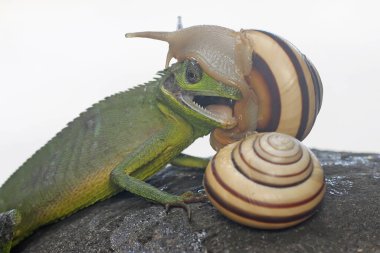 Çalılıklarda avını arayan bir Sumatra kan emici kertenkele. Sumatra Adası, Endonezya 'dan sürüngenlerin bilimsel adı Bronchocela hayeki' dir.. 