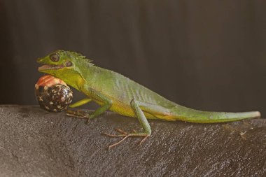 Çalılıklarda avını arayan bir Sumatra kan emici kertenkele. Sumatra Adası, Endonezya 'dan sürüngenlerin bilimsel adı Bronchocela hayeki' dir.. 