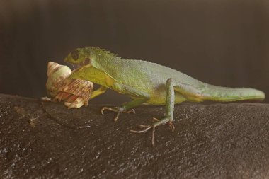 Çalılıklarda avını arayan bir Sumatra kan emici kertenkele. Sumatra Adası, Endonezya 'dan sürüngenlerin bilimsel adı Bronchocela hayeki' dir.. 