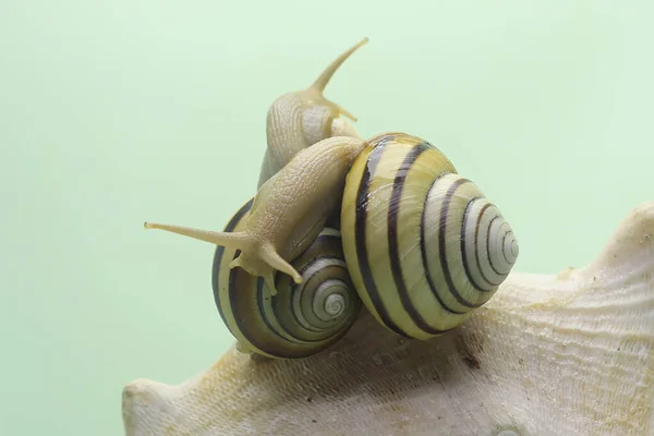 Dois Belos Caracóis Coloridos Estão Procura Comida Molusco Que Tem — Fotografia de Stock