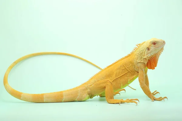 Uma Iguana Vermelha Iguana Iguana Com Uma Pose Elegante — Fotografia de Stock