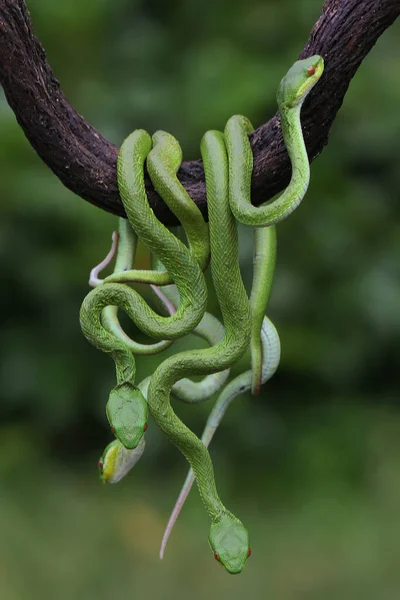 乾燥した木の枝に沿って小さなスンダ ピット バイパー Trimeresurus Insuraris のグループがCrept — ストック写真