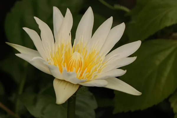 Beauty Water Lily Flower Often Used Symbol Purity Immortality — Stock Photo, Image