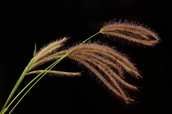 Beauty Rhodes Grass Flowers Covered Morning Dew Beautiful Grass Has — Stock Photo, Image