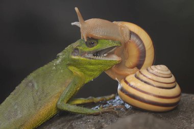 Çalılıklarda avını arayan bir Sumatra kan emici kertenkele. Sumatra Adası, Endonezya 'dan sürüngenlerin bilimsel adı Bronchocela hayeki' dir.. 
