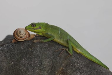 Çalılıklarda avını arayan bir Sumatra kan emici kertenkele. Sumatra Adası, Endonezya 'dan sürüngenlerin bilimsel adı Bronchocela hayeki' dir.. 