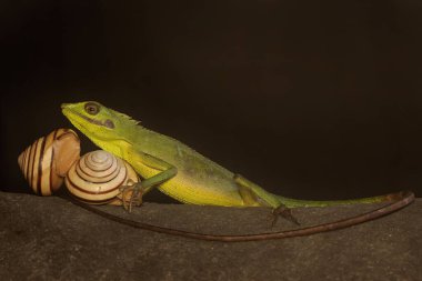 Çalılıklarda avını arayan bir Sumatra kan emici kertenkele. Sumatra Adası, Endonezya 'dan sürüngenlerin bilimsel adı Bronchocela hayeki' dir.. 