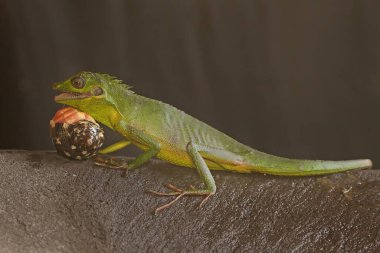 Çalılıklarda avını arayan bir Sumatra kan emici kertenkele. Sumatra Adası, Endonezya 'dan sürüngenlerin bilimsel adı Bronchocela hayeki' dir.. 