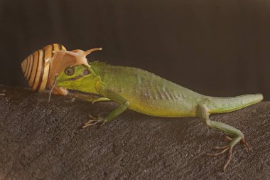 Çalılıklarda avını arayan bir Sumatra kan emici kertenkele. Sumatra Adası, Endonezya 'dan sürüngenlerin bilimsel adı Bronchocela hayeki' dir.. 
