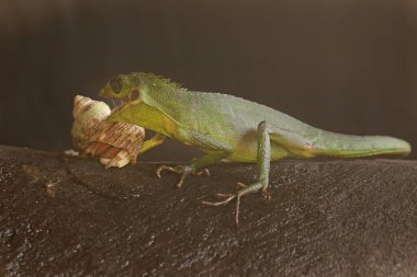 Çalılıklarda avını arayan bir Sumatra kan emici kertenkele. Sumatra Adası, Endonezya 'dan sürüngenlerin bilimsel adı Bronchocela hayeki' dir.. 