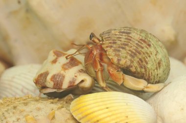 Bir keşiş yengeci (Paguroidea sp) yavaşça yürüyor.