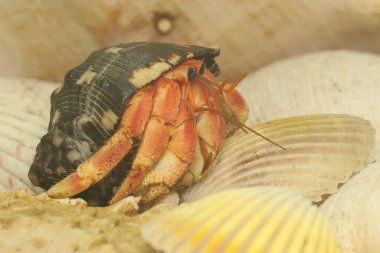 Bir keşiş yengeci (Paguroidea sp) yavaşça yürüyor.