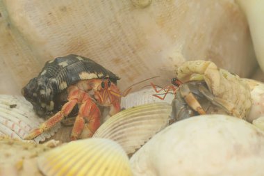 Bir keşiş yengeci (Paguroidea sp) yavaşça yürüyor.